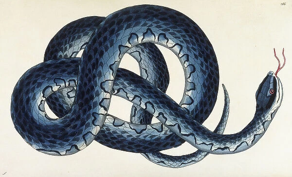 Southern Water Snake (Nerodia fasciata), 1790 (hand coloured engraving)