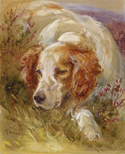 A Spaniel (w  /  c and bodycolour on paper)