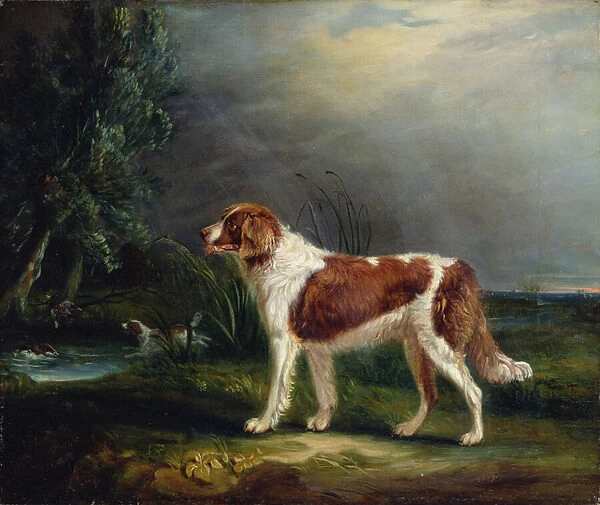 Two Spaniels by a Stream, one putting up Mallard, 1819 (oil on canvas)