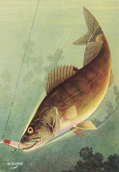 Sport Fishing: Walleye Striking a Lure, 1950 (colour litho)
