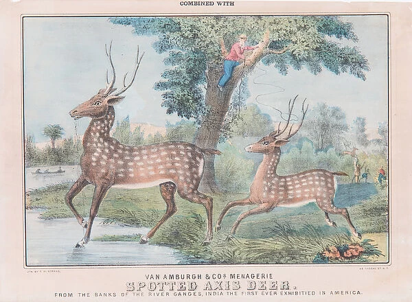 Spotted Axis Deer (w  /  c on paper)