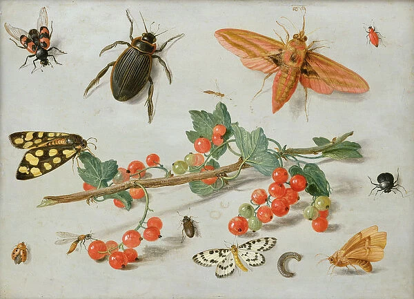 A sprig of redcurrants with an elephant hawk moth, a magpie moth and other insects