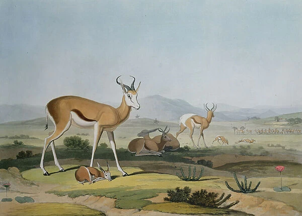 The Spring-Bok or Leaping Antelope, plate 18 from African Scenery and Animals