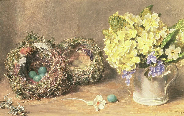 Spring Flowers and Birds Nests, c. 1830 (w / c & bodycolour on paper)