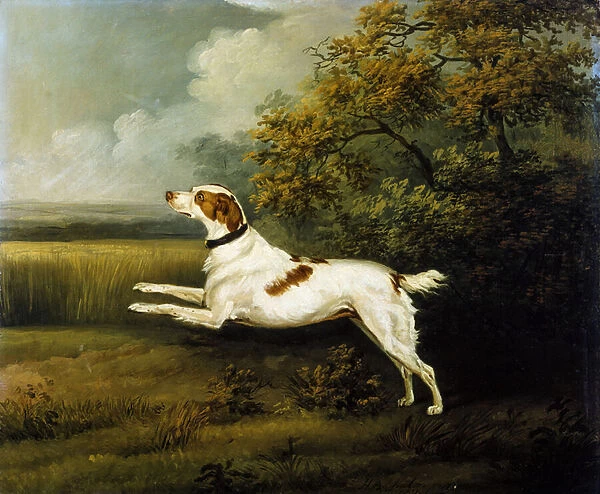 A Springer Spaniel in a Landscape, 1801 (oil on canvas)