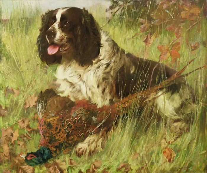 Framed Print : Springer Spaniel with Pheasant Framed Print : Springer Spaniel with Pheasant