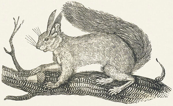 Squirrel, 1850 (engraving)