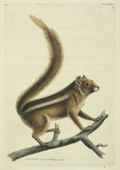 Framed Print : A squirrel