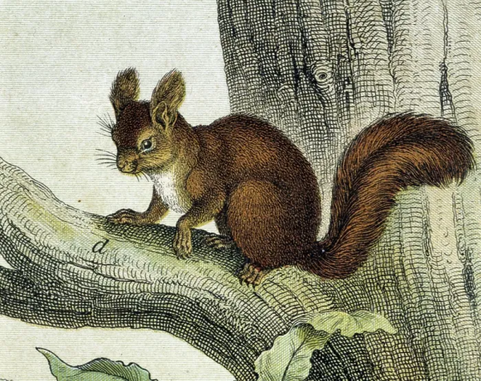 Framed Print : Squirrel. LSE4097527 Squirrel by Unknown Artist, 