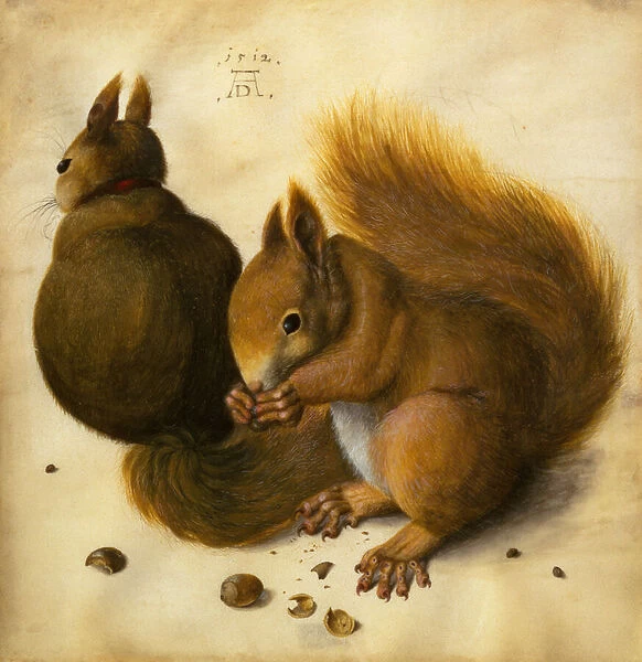 Two Squirrels, One Eating a Hazelnut (black chalk, w  /  c and bodycolour on vellum)