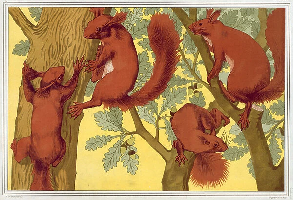 Squirrels, from L Animal dans la Decoration by Maurice Pillard Verneuil, pub. 1897 (colour lithograph)
