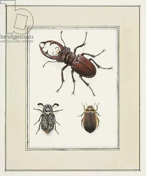 Stag, Chafer and Geelgerande Beetles, c. 1755-65 (w / c on paper)