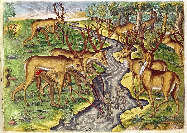 Stag Hunt, from Brevis Narratio... engraved by Theodore de Bry (1528-98) 1563