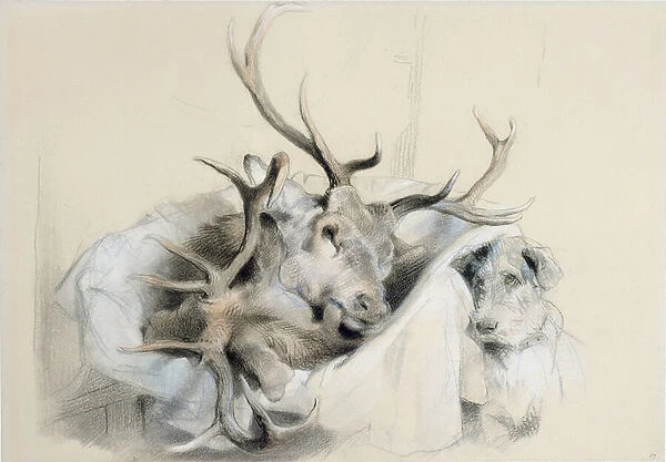 Stags Heads and Dog, 1857 (pencil on paper)