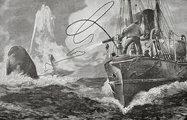 Steamers as Whalers, 1890s (engraving)