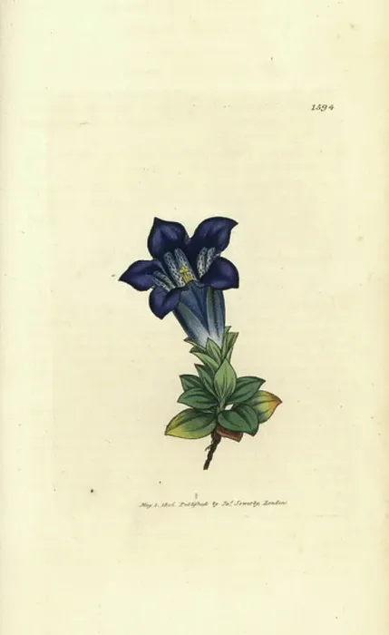 Framed Print : Stemless gentian, Gentiana acaulis (Gentiane de Koch) Handcoloured copperplate engraving after a drawing by James Sowerby for James Smith's English Botany, 1806 Framed Print : Stemless gentian, Gentiana acaulis (Gentiane de Koch) Handcoloured copperplate engraving after a drawing by James Sowerby for James Smith's English Botany, 1806