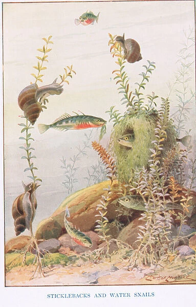 Sticklebacks and Water Snails, illustration from Country Ways and Country Days (colour litho)