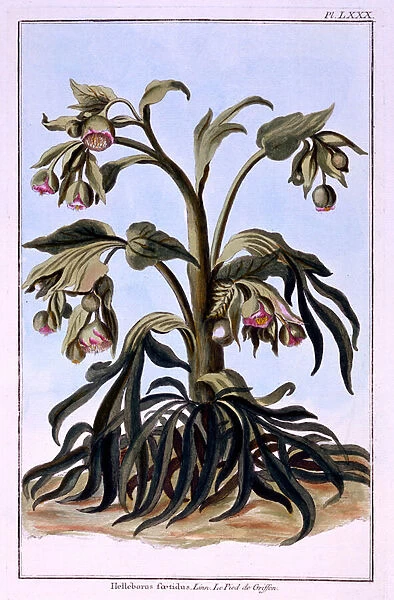 Stinking Hellebore (coloured engraving)
