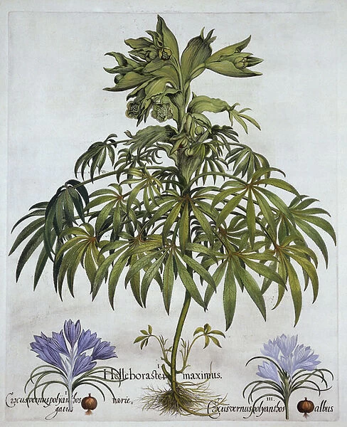 Stinking Hellebore, and Two Kinds of Crocus, from Hortus Eystettensis