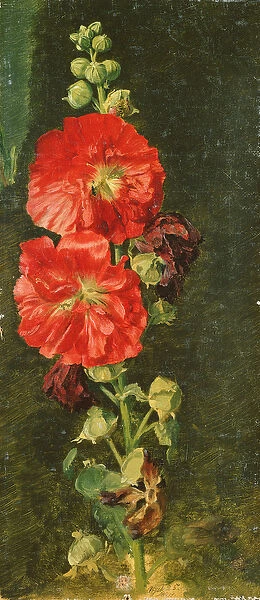 A Stockrose, 1827 (oil on canvas)