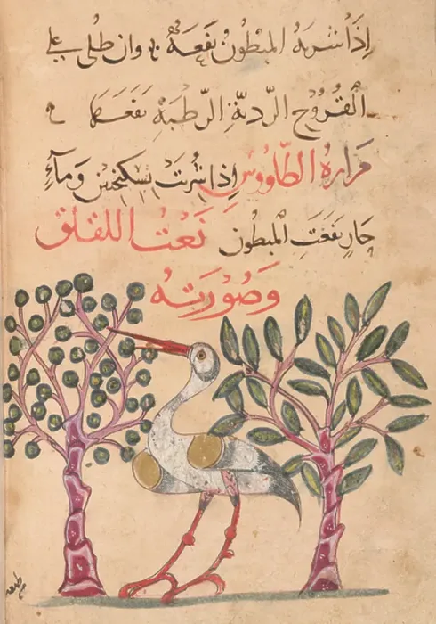 Framed Print : A stork. BL3297293 A stork.; British Library, London, UK; (add.info.