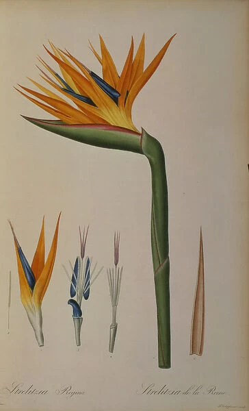 Strelitzia Reginae, from Les Strelitziacees (colour litho)