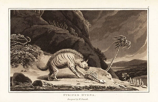Striped hyena with animal carcass. 1807 (aquatint)