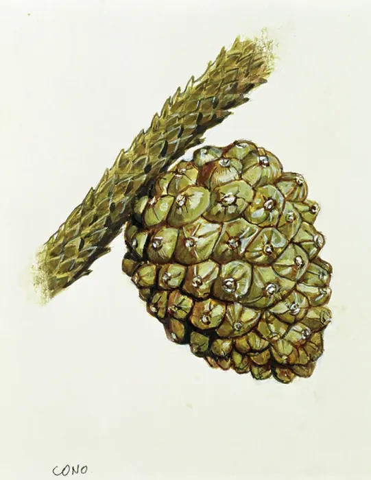 Framed Print : Strobilus or cone