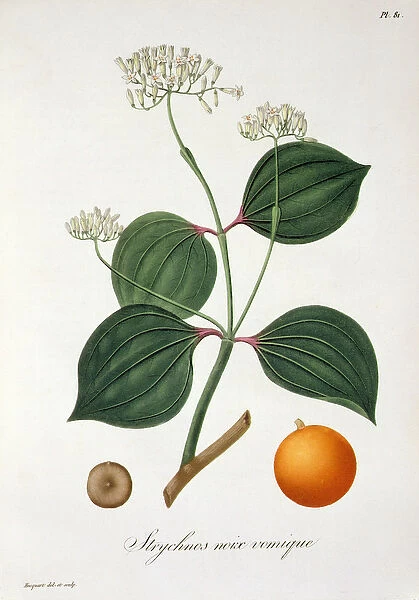 Strychnos nux vomica from Phytographie Medicale by Joseph Roques (1772-1850)