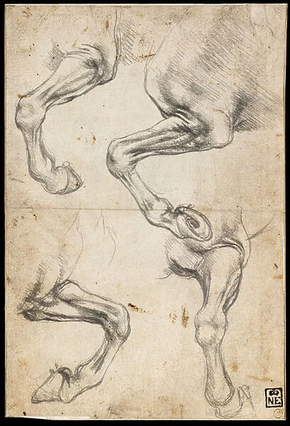 Studies of Horses Leg, 1485-95 (black chalk on paper)