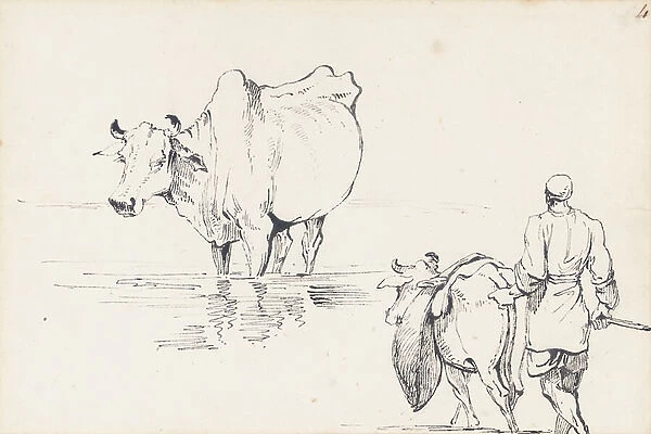 Studies of Indian Cattle (pen & ink on paper)