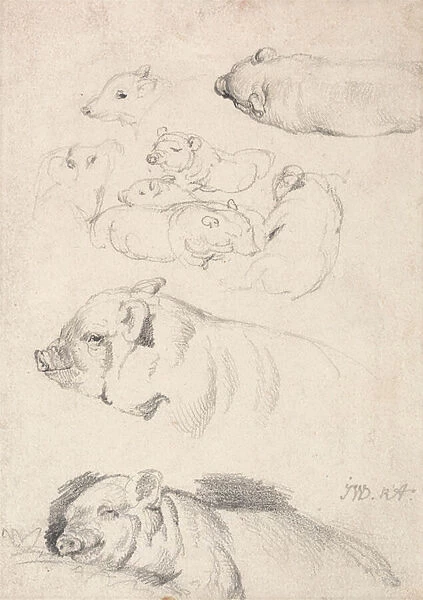 Studies of Pigs (graphite on paper)