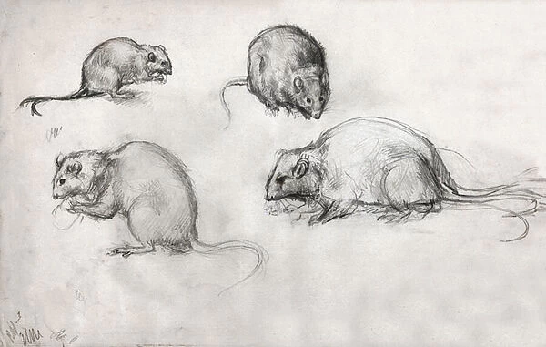 Studies of rats, circa 1870 (drawing)