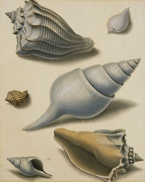 Studies of Shells and Marine Flora, (pencil, pen and black ink