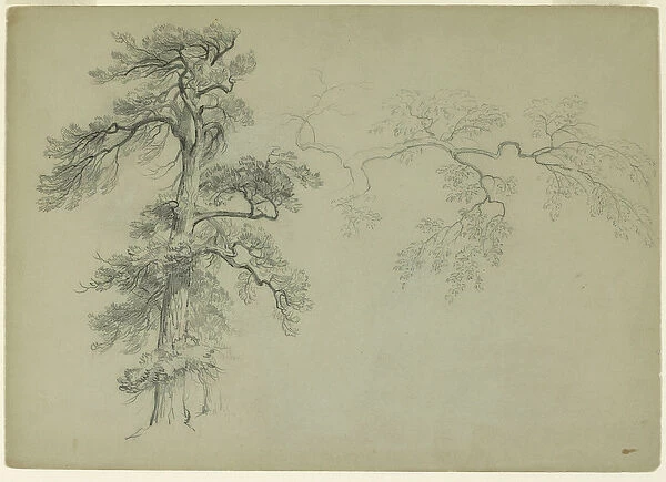 Studies of a Tree and a Branch, 1849 (graphite on gray-green paper)