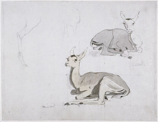Studies of young Pallah Deer Resting, c. 1802 (w  /  c & graphite on paper)
