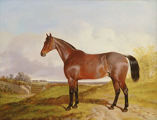 Study of a Bay Hunter in a landscape, 1854 (oil on canvas)