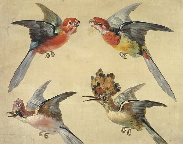 Study of Birds: Two Parrots, a Hoopoe and a Jay; Etudes d Oiseaux