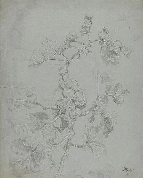 Study of a Climbing Plant (Pumpkin Family) (pencil heightened with white on blue paper)
