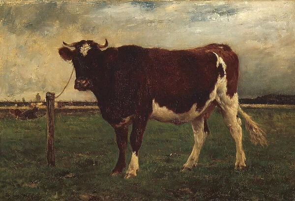Study of a Cow, 1870-90 (oil on canvas)