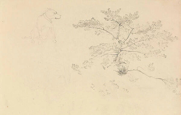 Study of a dog wearing collar and of tree branches, 19th century (graphite)