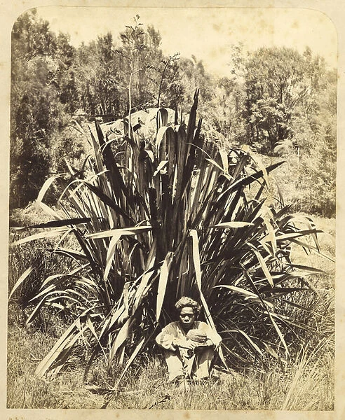 Study of a Flax Bush with a Native Boy on the Wairere River, 1869 (albumen print)