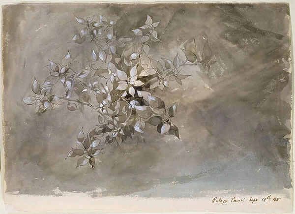 Study of foliage, 1845 (w  /  c & bodycolour on paper)