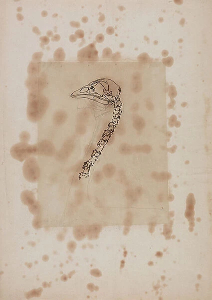 Study of a Fowl Head and Neck, Lateral View, from A Comparative Anatomical Exposition of the Structure of the Human Body with that of a Tiger and a Common Fowl, 1795-1806 (pen & ink and graphite on paper)