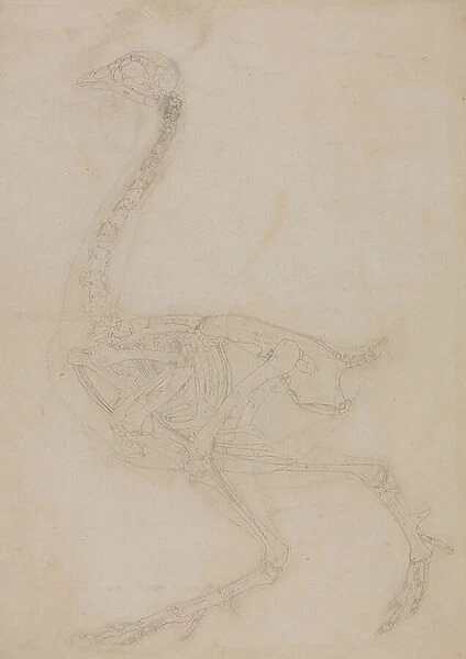 Study of a Fowl, Lateral View, from A Comparative Anatomical Exposition of the Structure of the Human Body with that of a Tiger and a Common Fowl, 1795-1806 (graphite on wove paper)