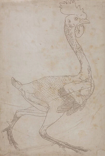 Study of a Fowl, Lateral View, from A Comparative Anatomical Exposition of the Structure of the Human Body with that of a Tiger and a Common Fowl, 1795-1806 (graphite and red chalk on paper)