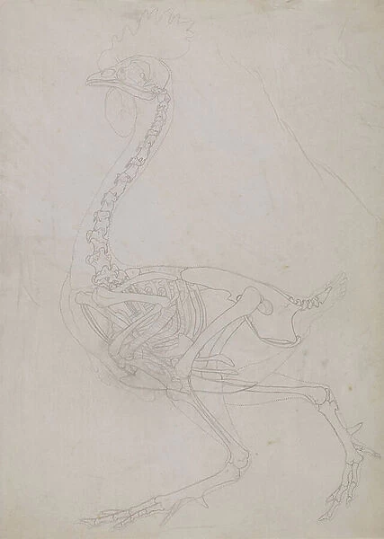 Study of a Fowl, Lateral View, from A Comparative Anatomical Exposition of the Structure of the Human Body with that of a Tiger and a Common Fowl, 1795-1806 (graphite on thin wove paper)