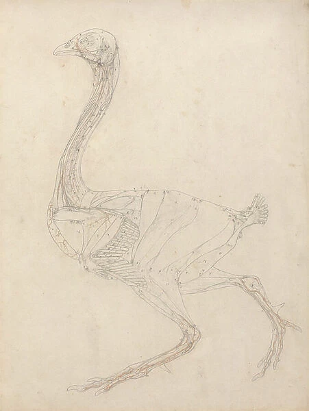 Study of a Fowl, Lateral View, Diagram for Key to Table XV, from A Comparative Anatomical Exposition of the Structure of the Human Body with that of a Tiger and a Common Fowl, 1795-1806 (graphite & red chalk on paper)