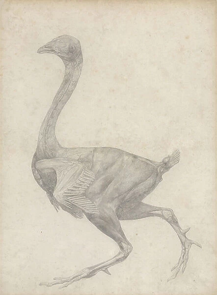 Study of a Fowl, Lateral View, with skin and underlying fascial layers removed, from A Comparative Anatomical Exposition of the Structure of the Human Body with that of a Tiger and a Common Fowl, 1795-1806 (graphite on heavy wove paper)