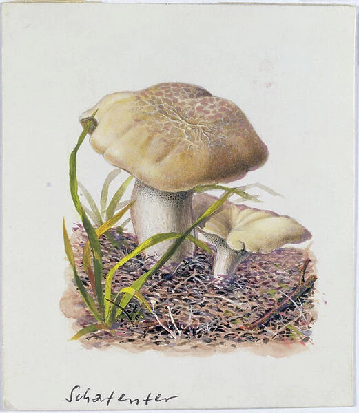Study of Fungi (w  /  c on paper)